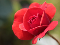 Saint-Valentin 2018 : Les meilleures adresses pour offrir un parfum