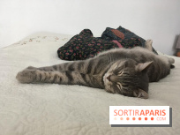 Coronavirus et santé animale pendant le confinement : les conseils d'un vétérinaire