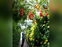 Jardin Perché du BHV Marais