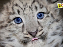 Nouvelles naissances au Zoo de Thoiry !