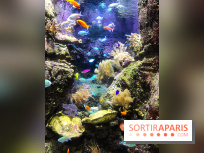 Les récifs Coralliens s'exposent à l'Aquarium de Paris