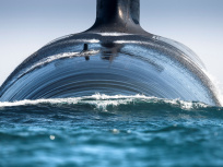 Titans des mers : l'expo photo gratuite d’Ewan Lebourdais au musée national de la Marine