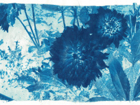 Des ateliers de cyanotype pour les familles au Café QJ