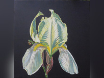 Des iris pour IRIS, l’exposition de Marc Beaulieux à la galerie Popy Arvani