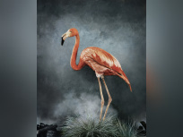 Australia Now 2021 : Phœnix, Rise from the Ashes, l'exposition de Vee Speers à la galerie XII