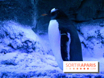 Les Manchots de l'Aquarium Sea Life