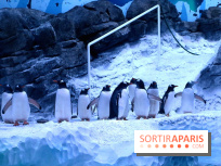 Les Manchots de l'Aquarium Sea Life