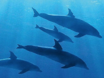 Le BHV Marais aux couleurs de Blue, le nouveau film Disneynature