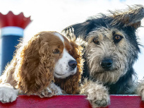 La Belle et le Clochard en Live Action sur Disney+