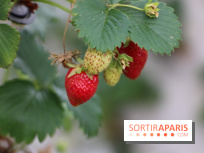 Les cueillettes de fruits, légumes et fleurs autour de Paris