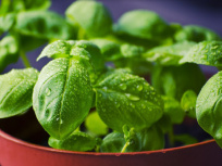 Vente exceptionnelle de plantes Aromatiques, Potagères, et d'Intérieur les 12 et 13 Mai 2018