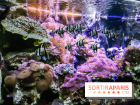 L'Aquarium de la Porte Dorée se renouvelle