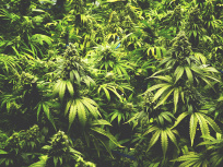 Le premier coffee shop parisien ouvre ses portes 