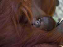 Naissance d’un orang-outan à la Ménagerie du Jardin des Plantes