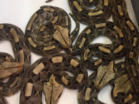 Naissance de 30 serpenteaux au Palais de la découverte