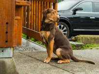 L'Incroyable aventure de Bella : la bande-annonce