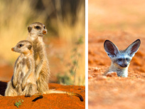 Rendez-vous sauvages en Afrique au Parc Zoologique de Paris
