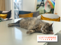 Coronavirus : Les animaux domestiques ne peuvent pas transmettre le virus, d'après l'Anses