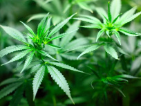 Expérimentation du cannabis thérapeutique en France dès 2021