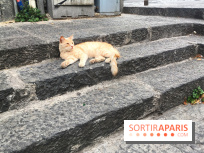 Plus de 7000 animaux en attente d'adoption, les refuges de la SPA saturés