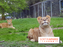 Zoo de Thoiry 2018 : les photos