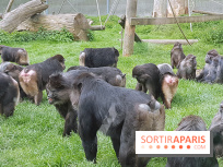 Zoo de Thoiry 2018 : les photos