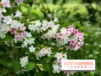 L'Arboretum de Versailles - Chevreloup