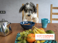 Cafe des chiens, café à chien, bar à chien