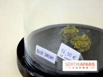 BlueDreamLab le spécialiste de la vente de cannabis CBD