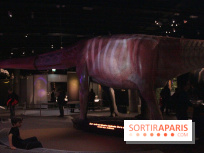 Dinosaure, la vie en grand au Muséum
