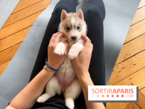Puppy Yoga Paris, des séances de yoga tout en câlins avec d'adorables chiots - Prochaines dates