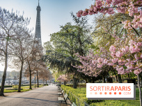 Visuel Paris Tour Eiffel cerisiers en fleurs