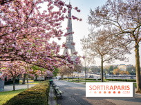 Visuel Paris Tour Eiffel cerisiers en fleurs