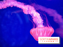 L'Aquarium de Paris ouvre son Médusarium