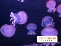 L'Aquarium de Paris ouvre son Médusarium