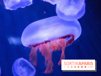L'Aquarium de Paris ouvre son Médusarium
