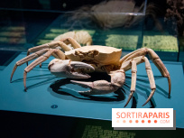 Océan, l'exposition à la Grande Galerie de l'Evolution