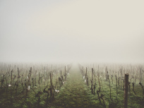 Gel des vignes : une baisse de 30% de la production de vin à craindre cette année