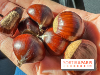Fruit d'automne : marron ou châtaigne, comment reconnaître les fruits comestibles en forêt