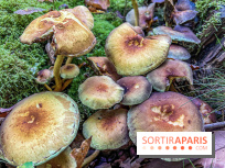 Cueillette des champignons : comment être sûr que notre récolte est comestible ?
