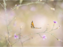 Les Mini-Voltigeurs, l'exposition photo en plein air à découvrir au Jardin des Plantes