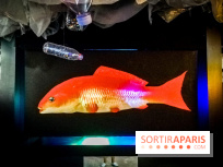 Mythologies du poisson rouge, l'exposition de l'Appart Renoma, nos photos