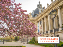 Cerisiers en fleurs à paris et aux alentours - Petit Palais