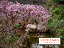 Cerisiers en fleurs à paris et aux alentours - Parc Montsouris