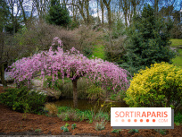 Cerisiers en fleurs à paris et aux alentours - Parc Montsouris