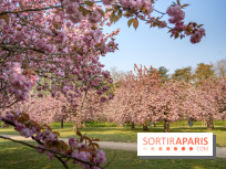 Le Parc de Sceaux et ses cerisiers en fleurs