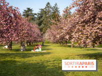 Le Parc de Sceaux et ses cerisiers en fleurs