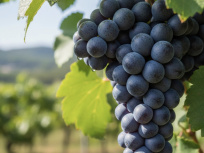Fête des Vendanges de Gagny : défilé, marché de producteurs et guinguette (93)