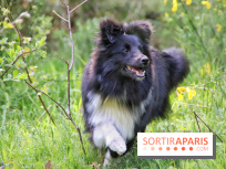 Deux boutiques éphémères Royal Canin dédiées aux chiens et aux chats ont ouvert à Paris