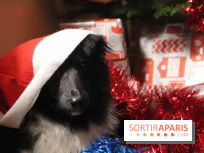 Christmas Show, la soirée caritative pour les refuges canins au Théâtre du Gymnase Marie Bell 